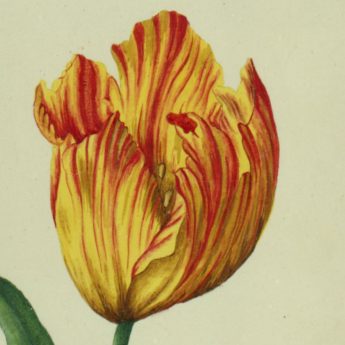 Botanical watercolour featuring a colourful tulip