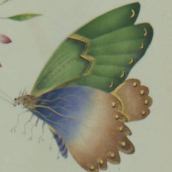 Watercolour of a colourful butterfly and insect