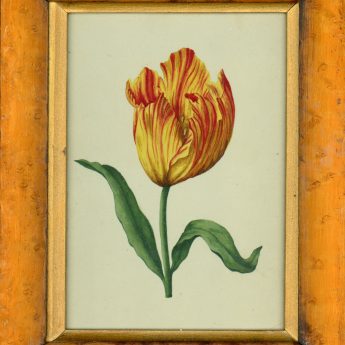 Botanical watercolour featuring a colourful tulip