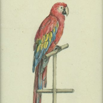 Watercolour of Lady Caroline Herbert's macaw