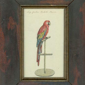 Watercolour of Lady Caroline Herbert's macaw