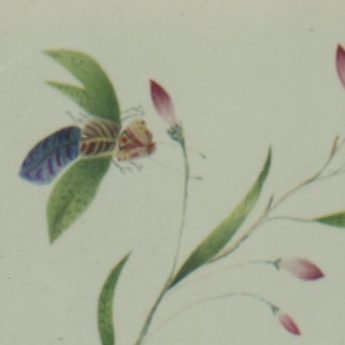 Watercolour of a colourful butterfly and insect