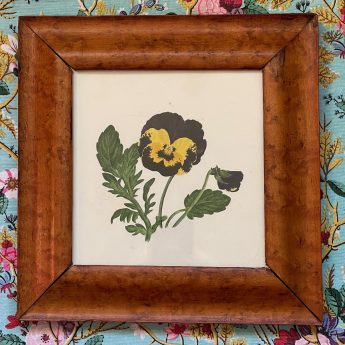 Watercolour of pansies